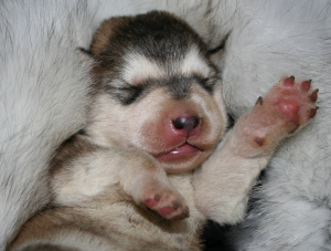 baby_loves_fur baby_loves_fur