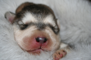 baby_loves_fur2 baby_loves_fur2