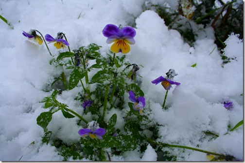 IMG_3053 IMG_3053