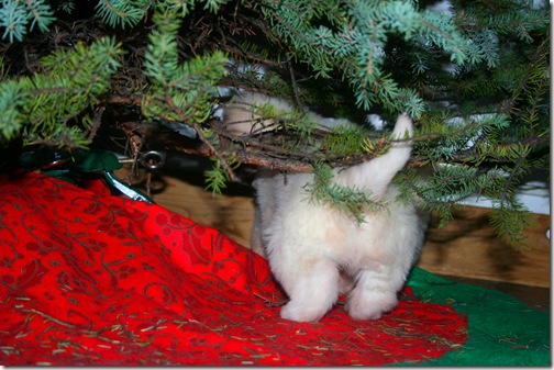 IMG_4660 IMG_4660