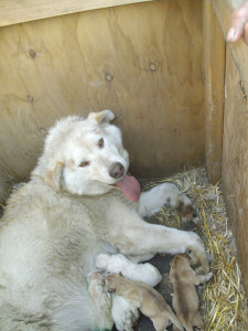Sally and pups Sally and pups