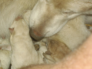 Sally loves her babies Sally loves her babies
