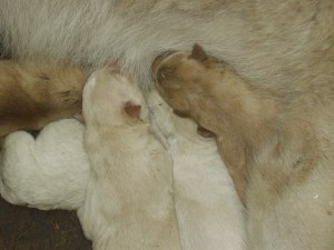 hungry puppies hungry puppies