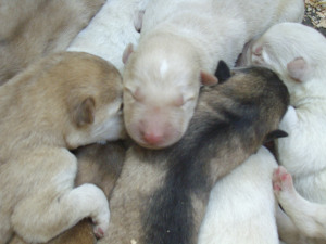 pups3 pups3