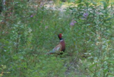 pheasant pheasant