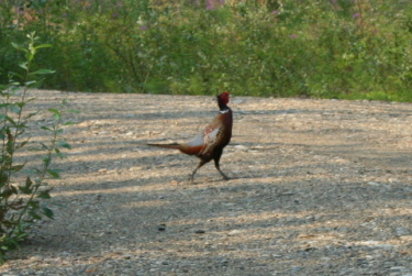 pheasant_crossing pheasant_crossing