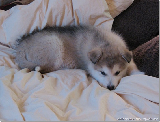 Charlie 021 Charlie 021