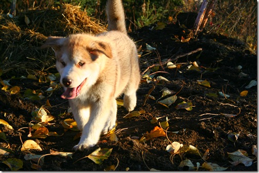 IMG_3465 IMG_3465