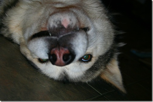 IMG_3755 IMG_3755