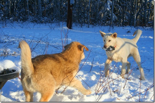IMG_3786 IMG_3786